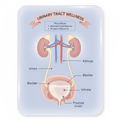 Urinary tract health illustration